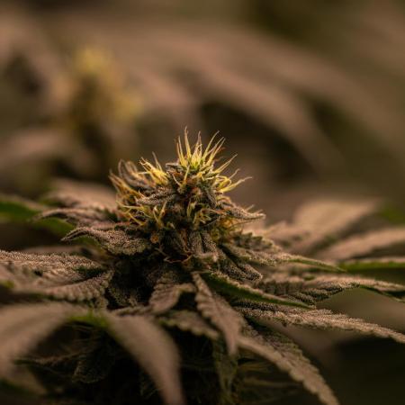 Spliff Seeds - Nevilles Haze