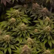 Super Skunk - Spliff Seeds