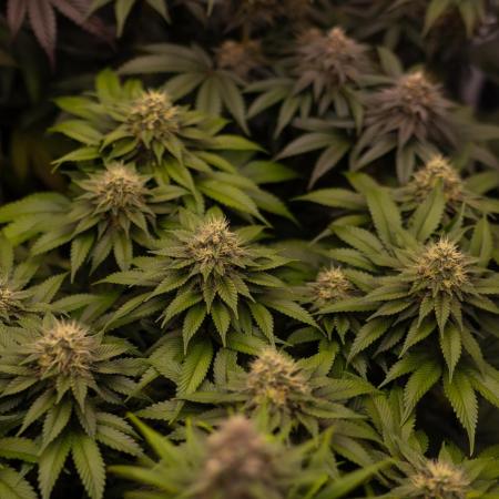 Super Skunk - Spliff Seeds