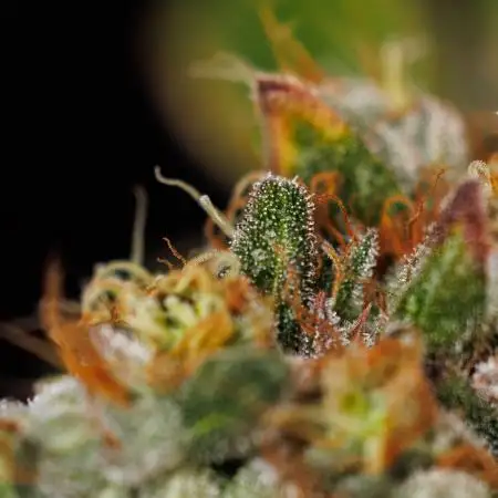 Spliff Seeds - CBD Medi Kush