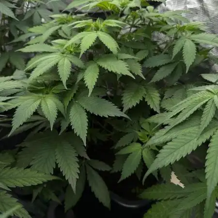Super Skunk - Spliff Seeds