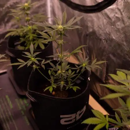 Guava Auto RF3 - FastBuds