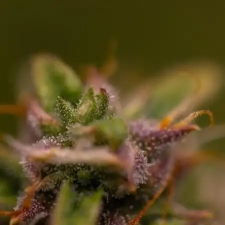 Neville’s Haze Auto