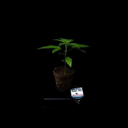 San Fernando Valley Kush-Paradise Seeds