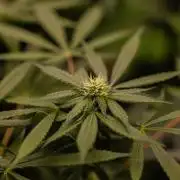 Gorilla Glue - Paradise Seeds