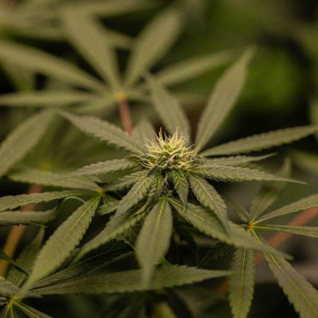 Gorilla Glue - Paradise Seeds