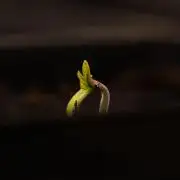 Spliff Seeds - Gelato Auto