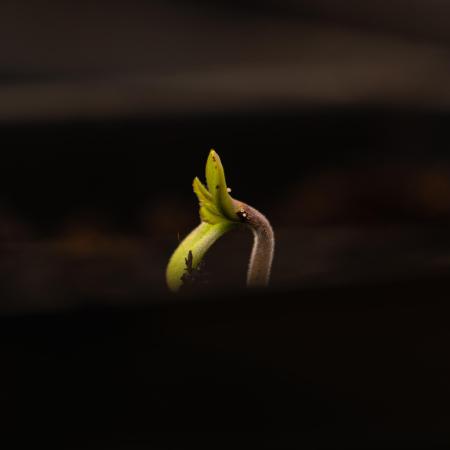 Spliff Seeds - Gelato Auto