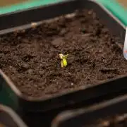 Paradise Seeds - Vertigo Auto