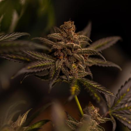 Fast Buds - Tropicana Cookies FF