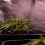 White Widow Auto - Spliff Seeds