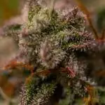 Mint Runtz Auto - Spliff Seeds