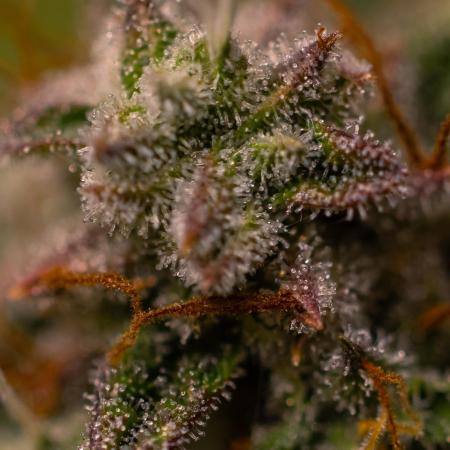 Mint Runtz Auto - Spliff Seeds