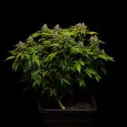 White Berry - Paradise Seeds