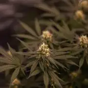 Amnesia - Paradise Seeds