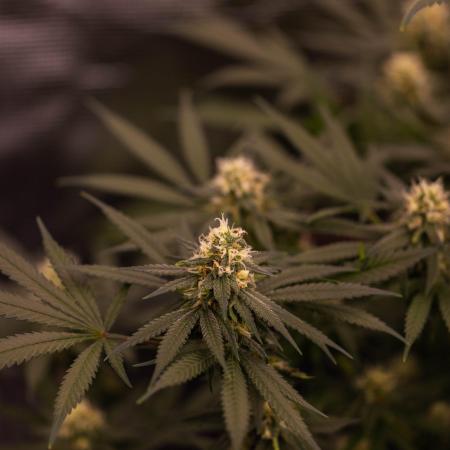 Amnesia - Paradise Seeds