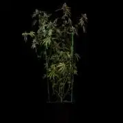 Paradise Seeds - Tester#49405