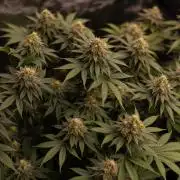 Bubblegun - Spliff Seeds