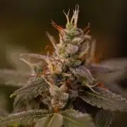 San Fernando Valley Kush-Paradise Seeds