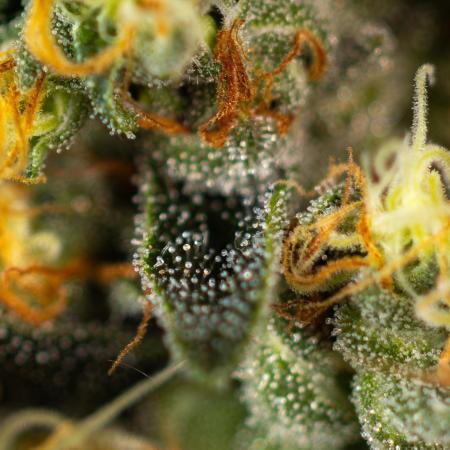 Paradise Seeds - Tester#35405