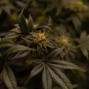 Tester 501x51 - Paradise Seeds