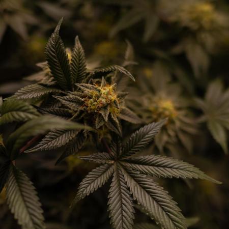 Tester 501x51 - Paradise Seeds