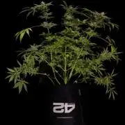 Gorilla Glue - Paradise Seeds