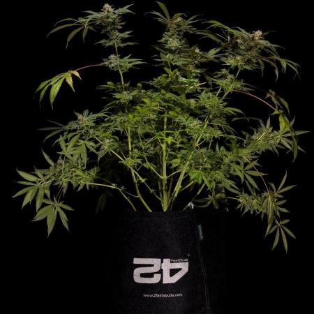 Gorilla Glue - Paradise Seeds