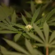 Spliffs Strawberry - Spliff Seeds