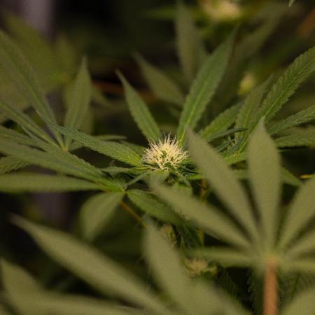 Spliffs Strawberry - Spliff Seeds
