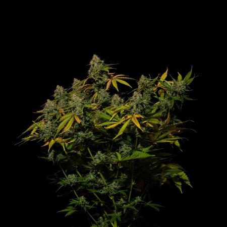 Mint Runtz Auto - Spliff Seeds