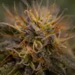 Acid - Paradise Seeds