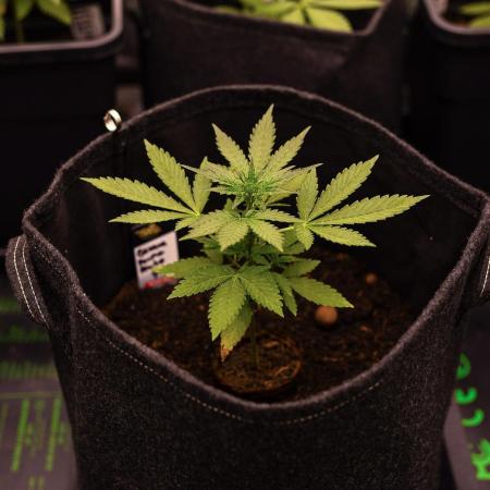 San Fernando Valley Kush-Paradise Seeds