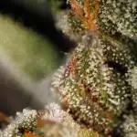Paradise Seeds - G-Force