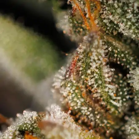 Paradise Seeds - G-Force