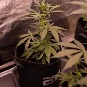 Banana Guava Auto - FastBuds