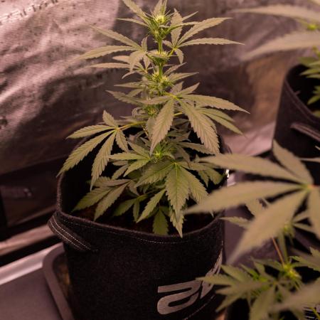 Banana Guava Auto - FastBuds