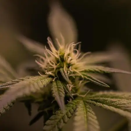 Spliff Seeds - CBD Medi Kush