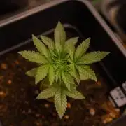 Z42 - FastBuds