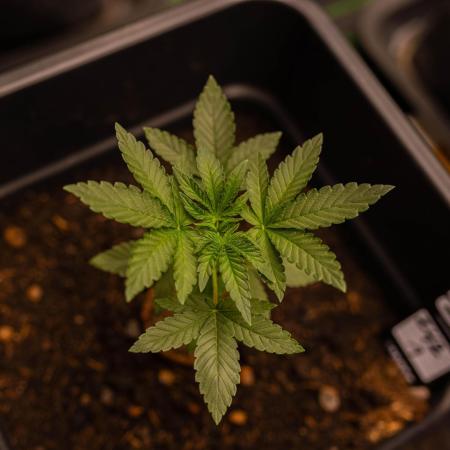 Z42 - FastBuds