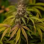 Mint Runtz Auto - Spliff Seeds