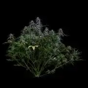 Spliff Seeds - Spliff Strawberry