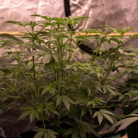 Paradise Seeds - Candy Breath