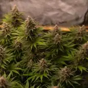 Zkittlez - Spliff Seeds