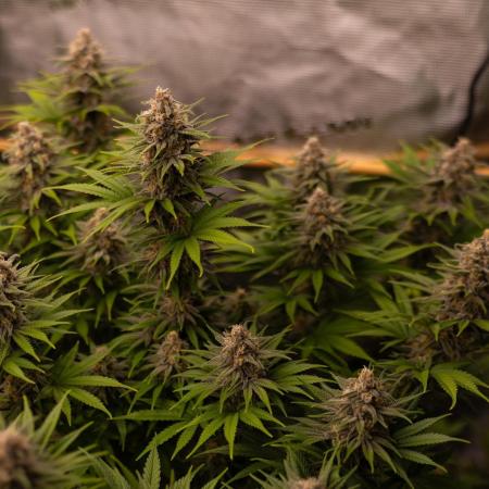 Zkittlez - Spliff Seeds