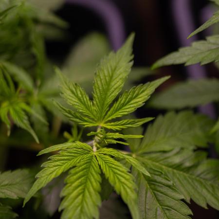 Spliff Seeds - Gelato Auto