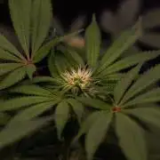 Tester# 60zB x 1500 - Paradise Seeds