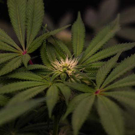Tester# 60zB x 1500 - Paradise Seeds