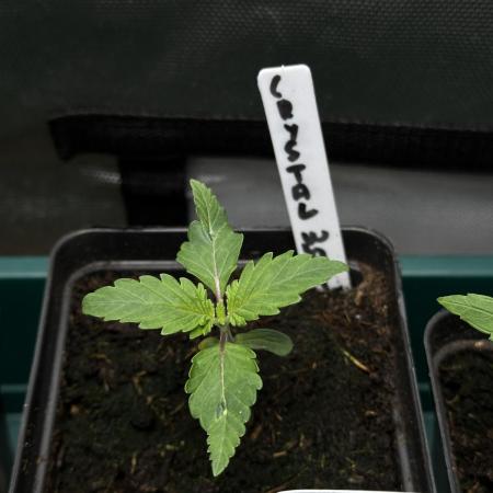 Crystal White - Spliff Seeds
