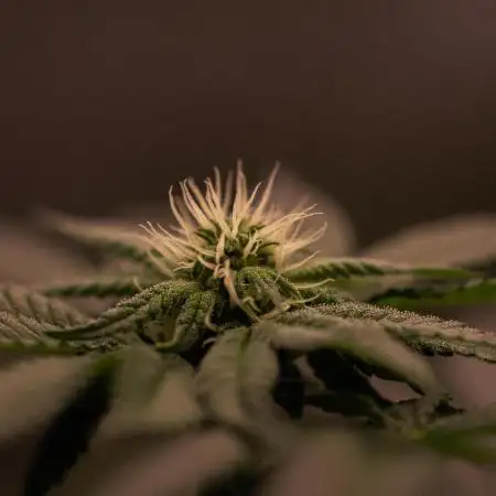 Fast Buds - Gorilla Melon